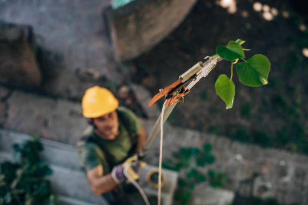 Tree and Shrub Care in Jeanerette, LA