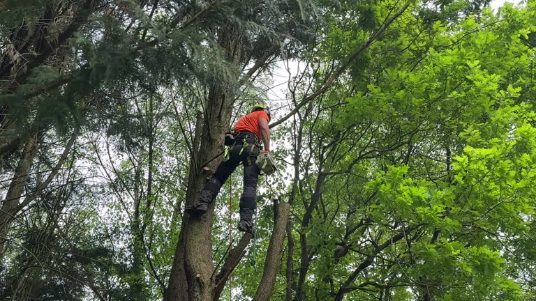 Reliable Jeanerette, LA Tree Care Services Solutions